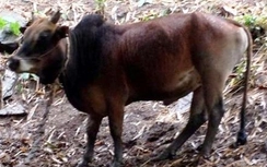 Đem bò đi xét nghiệm ADN để giải quyết tranh chấp