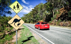 Kỹ sư Việt tại Bộ GTVT Úc ủng hộ cấp GPLX số tự động