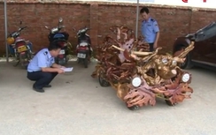 CSGT tịch thu xe máy tự chế từ ...rễ cây