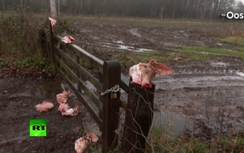 Bêu đầu lợn và vấy "tiết canh" phản đối người tị nạn