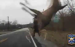 Video: Nai rừng lao ra giữa đường bị ô tô húc văng