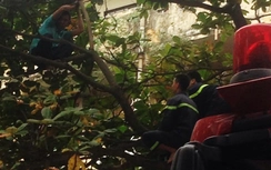 Giải cứu kẻ ngáo đá leo lên cây làm loạn khu phố