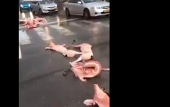 Kinh hoàng xe tải làm vãi hàng chục con lợn chết ra đường