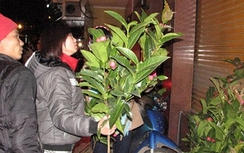 Sai lầm hái lộc đầu năm dễ "rước vong dữ" về nhà