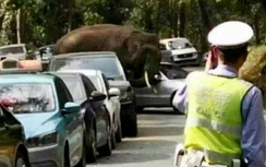 Voi điên cuồng phá hủy nhiều ô tô vì... "ghen"