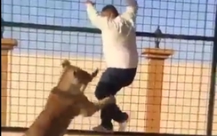 Dân chơi Ả-rập nô đùa với thú dữ