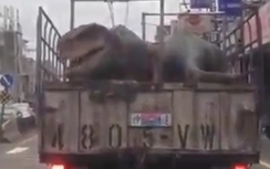 Hoảng hồn Khủng long bạo chúa vắt vẻo trên xe tải dạo phố