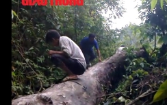 Rừng nghiến Cao Bằng "chảy máu" vì lâm tặc "xẻ thịt"