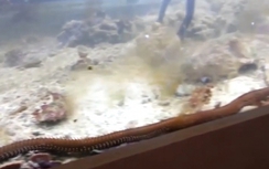 Phát hiện sâu "quái vật" dài 1,2m trốn trong bể cá