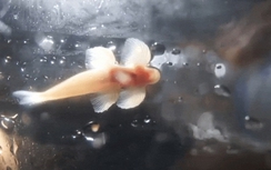 Sốc: Phát hiện loài cá có thể đi bộ, leo vách ở Thái Lan