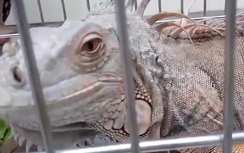 Tận thấy Rồng đất giá hơn trăm triệu ở Hà Nội