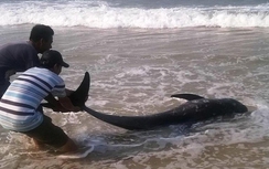 Cá voi 100kg chết trên bờ biển Thừa Thiên Huế