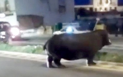 Video: Hà mã khổng lồ gây náo loạn đường phố Tây Ban Nha