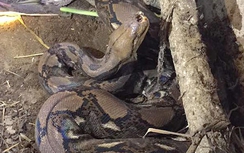 Tá hỏa phát hiện con trăn lớn nằm trong chuồng bò