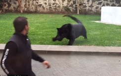 Video: Thót tim cảnh báo đen vồ người đàn ông để... đòi âu yếm