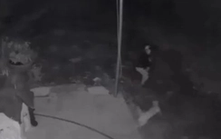 Video: Đi trộm, bị chó dữ đuổi cắn chạy "vắt chân lên cổ"