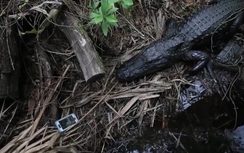 Video: Chiến với cá sấu để lấy lại iPhone