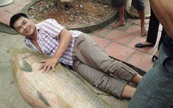 Video: Cận cảnh cá trắm khổng lồ nặng 52kg ở Thái Nguyên