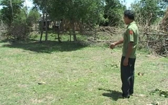 Bò dữ vô cớ húc chết người phụ nữ ở Huế