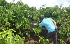 Bé gái 7 tuổi bị hiếp dâm rồi sát hại trong vườn cafe