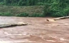 Video: Kinh hoàng cầu tre bị lũ cuốn ở Lai Châu