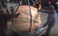 Video: Choáng với quả bí ngô nặng gần 1,2 tấn đạt kỷ lục Guinness