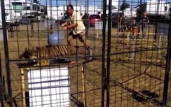 Video: Sốc cảnh hổ cắn rách chân nữ HLV vì bị đánh đập