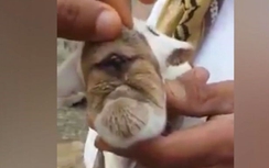 Choáng với dê một mắt như trong thần thoại Hy Lạp