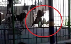 Sư tử vồ chết huấn luyện viên trước hàng trăm khán giả