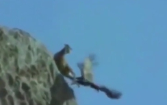 Tử chiến, đại bàng "ném" dê núi xuống vực thẳm