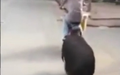 Video: Lợn cưng chạy theo chủ trên đường gây xôn xao Hà Nội