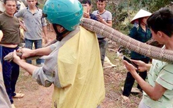 Video: Hàng chục người bắt sống rắn hổ mang "khủng" giữa Phú Thọ