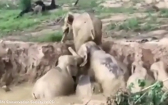 Voi giúp nhau thoát khỏi vũng bùn tử thần