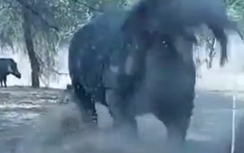 Video: Ăn "ké" bữa trưa, lợn rừng bị tê giác húc văng lên trời