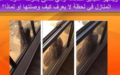 Video: Bà chủ thản nhiên quay phim giúp việc tự tử gây phẫn nộ