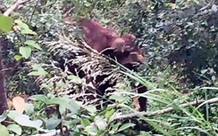 Campuchia: Bị ép chụp ảnh, voi "nổi điên" giẫm chết người quản tượng