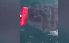 Video: Người đàn ông vác chổi đánh đuổi cá mập trên biển