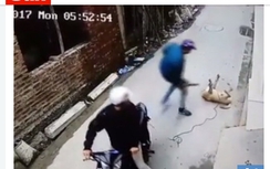 "Mafia thịt chó" gây sốc trên báo Tây