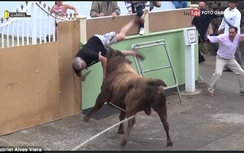 Video:Mải cầm iPad "tác nghiệp", người đàn ông bị bò tót húc trọng thương