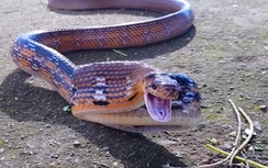 Cận cảnh rắn hổ ngựa giả chết ở Đắk Lắk hút triệu view