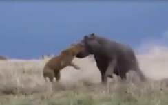 Clip hay: Sư tử bại trận trước hà mã