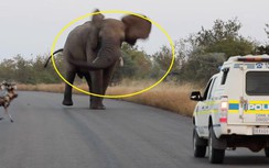 Video: Voi nổi điên định "xé nát" xe cảnh sát