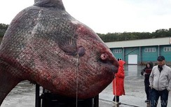 Ngư dân Nga câu được cá hơn 1 tấn, 3 ngày kéo lên bờ