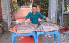 Hà Nội: Đôi cá trà sóc "khủng" nặng gần 1 tạ gây xôn xao
