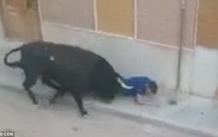 Video: Hãi hùng cảnh bò tót dồn người đến đường cùng, húc tử vong