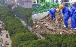 Gần 1.000 cây trên đường Phạm Văn Đồng sẽ được trồng lại ở đâu?