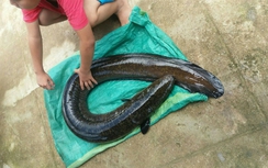 Cận cảnh cá chình "khủng" 1,5m, nặng 14kg câu ở Quảng Ngãi