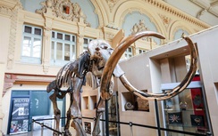 Choáng với bộ xương voi ma mút vừa được bán hơn 14 tỷ đồng