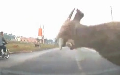 Video: Ô tô phanh "cháy" lốp vẫn đâm văng con trâu chạy sang đường