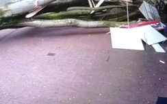 Video:Cây to bật gốc suýt đè trúng người mẹ và em bé trong nôi